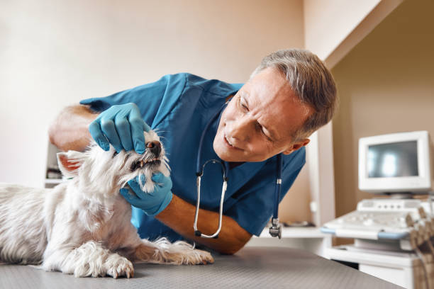 Best Emergency Treatment for Dental Infections or Abscesses in Maple Park, IL